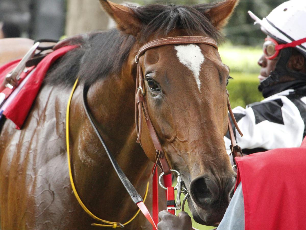 A new pathway for developing British&nbsp;racehorses